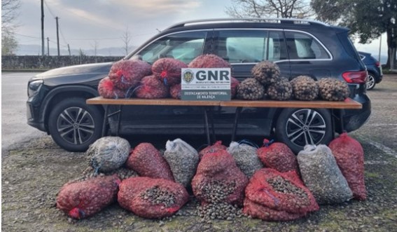 Apreensão de mais de uma tonelada de Bivalves em Valença